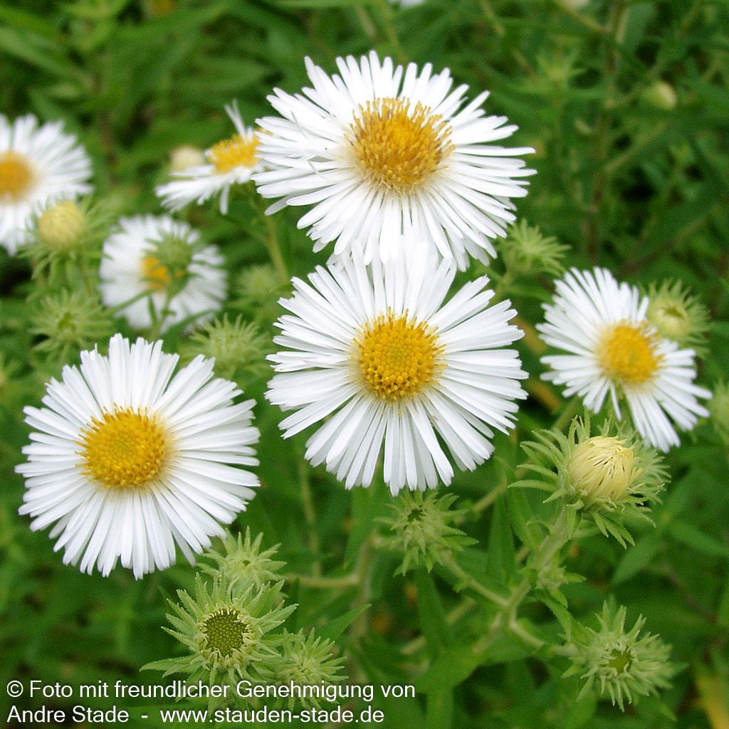Raublatt-Aster 'Herbstschnee' (Aster novae-angliae)