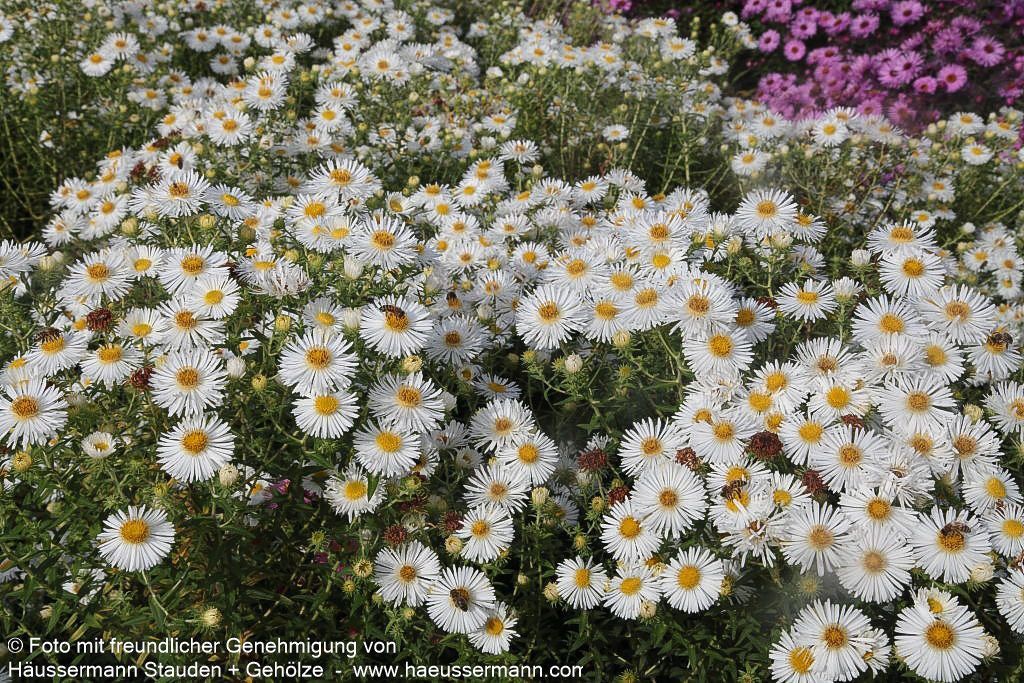 Raublatt-Aster 'Herbstschnee' (Aster novae-angliae)