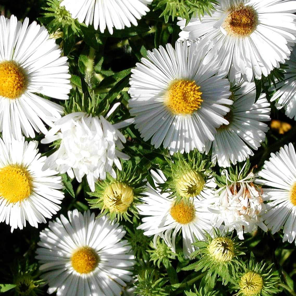 Raublatt-Aster 'Herbstschnee' (Aster novae-angliae)