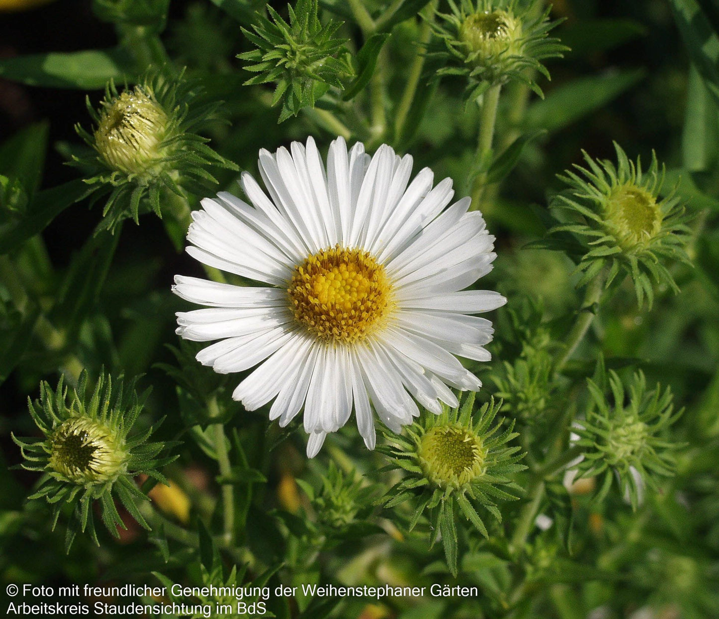 Raublatt-Aster 'Herbstschnee' (Aster novae-angliae)