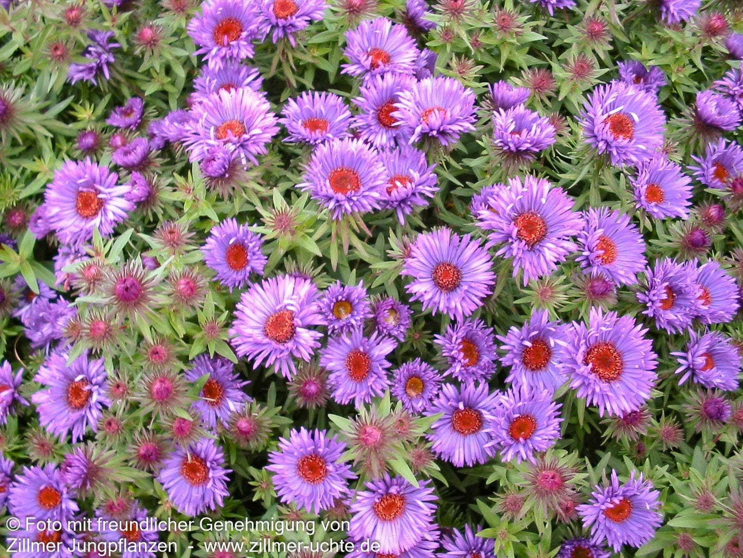 Raublatt-Aster 'Purple Dome' (Aster novae-angliae)