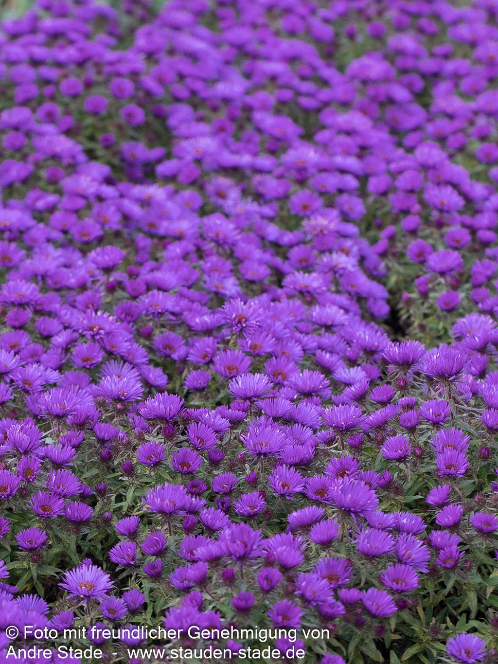 Raublatt-Aster 'Purple Dome' (Aster novae-angliae)