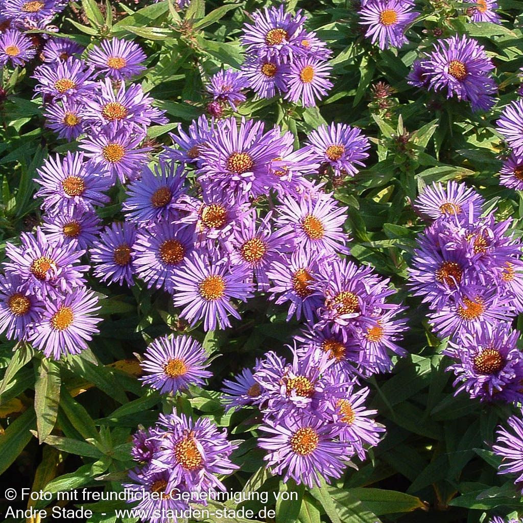 Raublatt-Aster 'Purple Dome' (Aster novae-angliae)