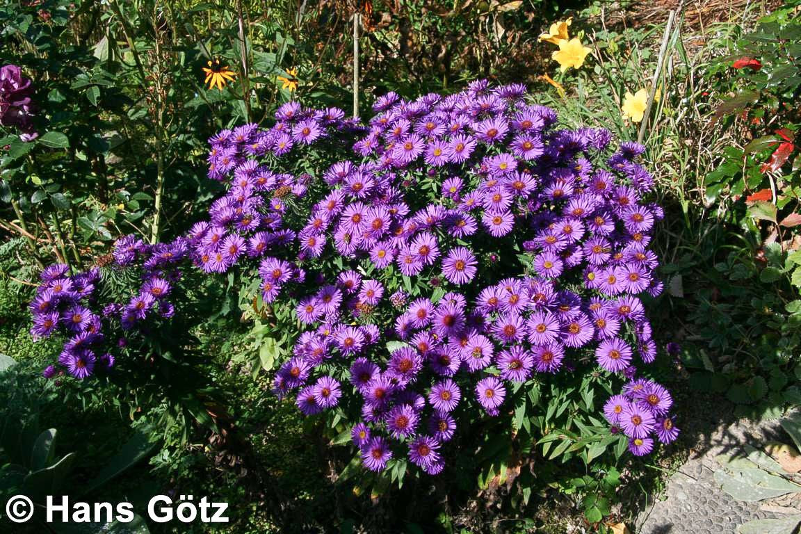 Raublatt-Aster 'Purple Dome' (Aster novae-angliae)