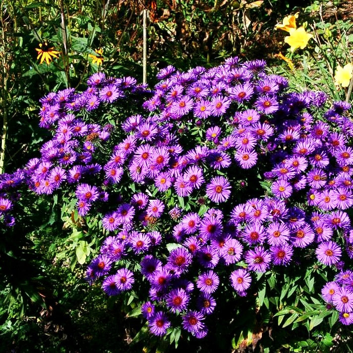 Raublatt-Aster 'Purple Dome' (Aster novae-angliae)