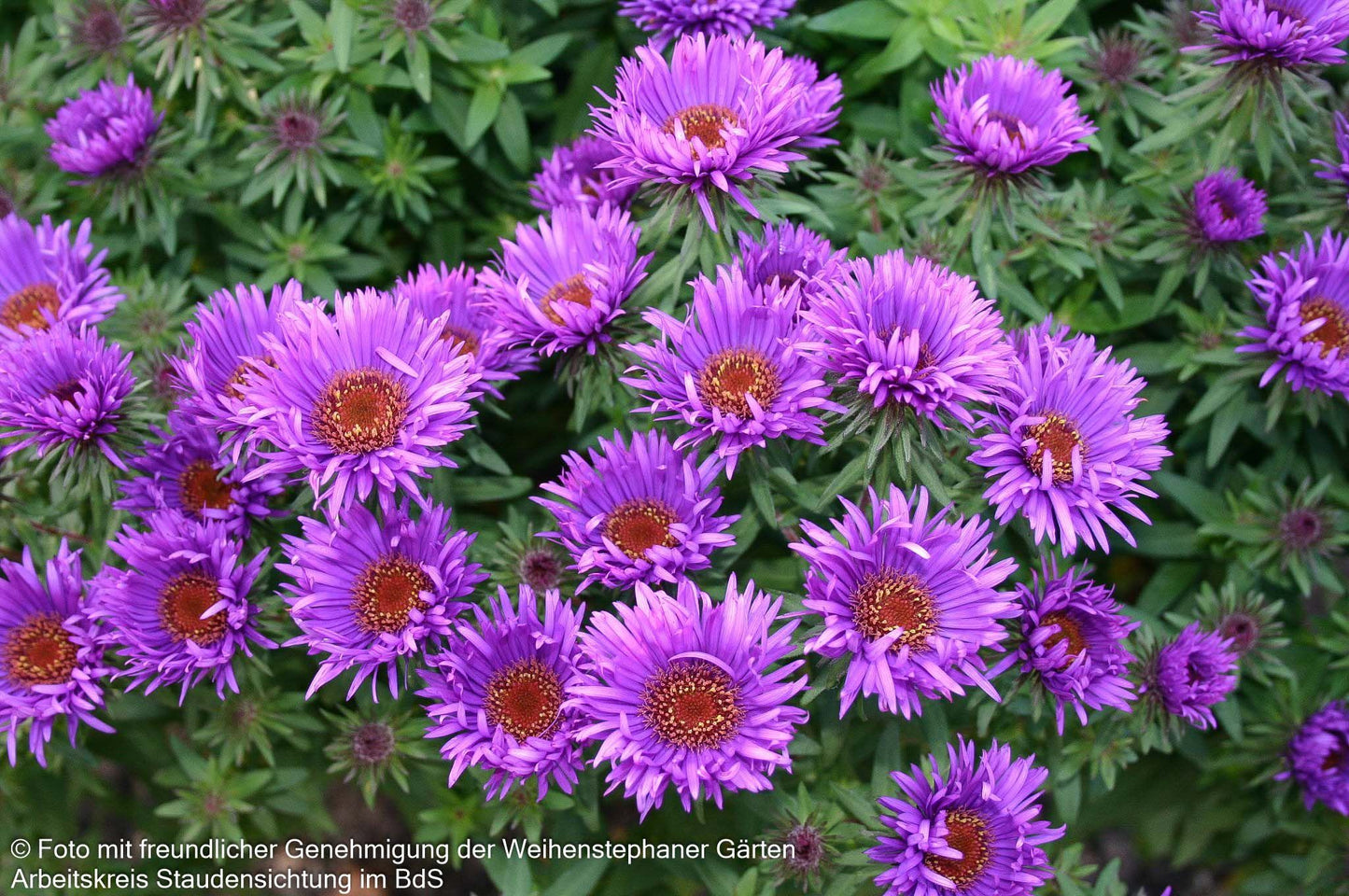 Raublatt-Aster 'Purple Dome' (Aster novae-angliae)