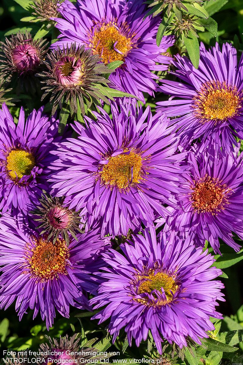 Raublatt-Aster 'Purple Dome' (Aster novae-angliae)