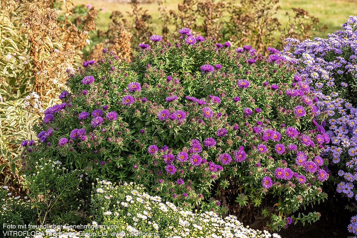 Raublatt-Aster 'Purple Dome' (Aster novae-angliae)