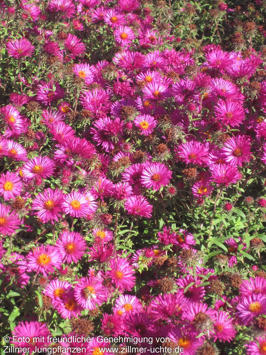 Raublatt-Aster 'Rubinschatz' (Aster novae-angliae)