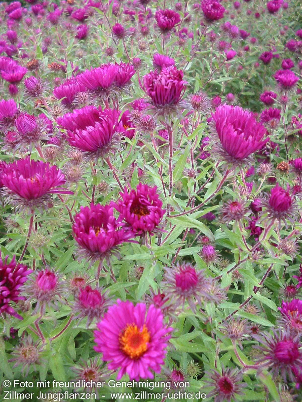 Raublatt-Aster 'Rubinschatz' (Aster novae-angliae)
