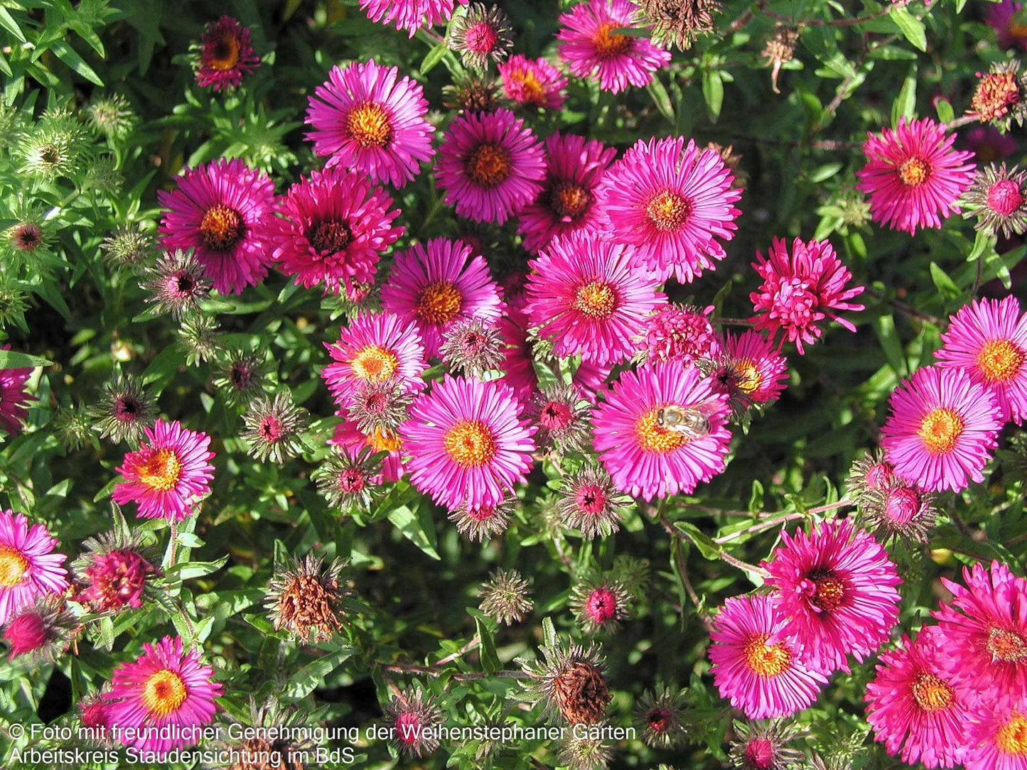 Raublatt-Aster 'Rubinschatz' (Aster novae-angliae)