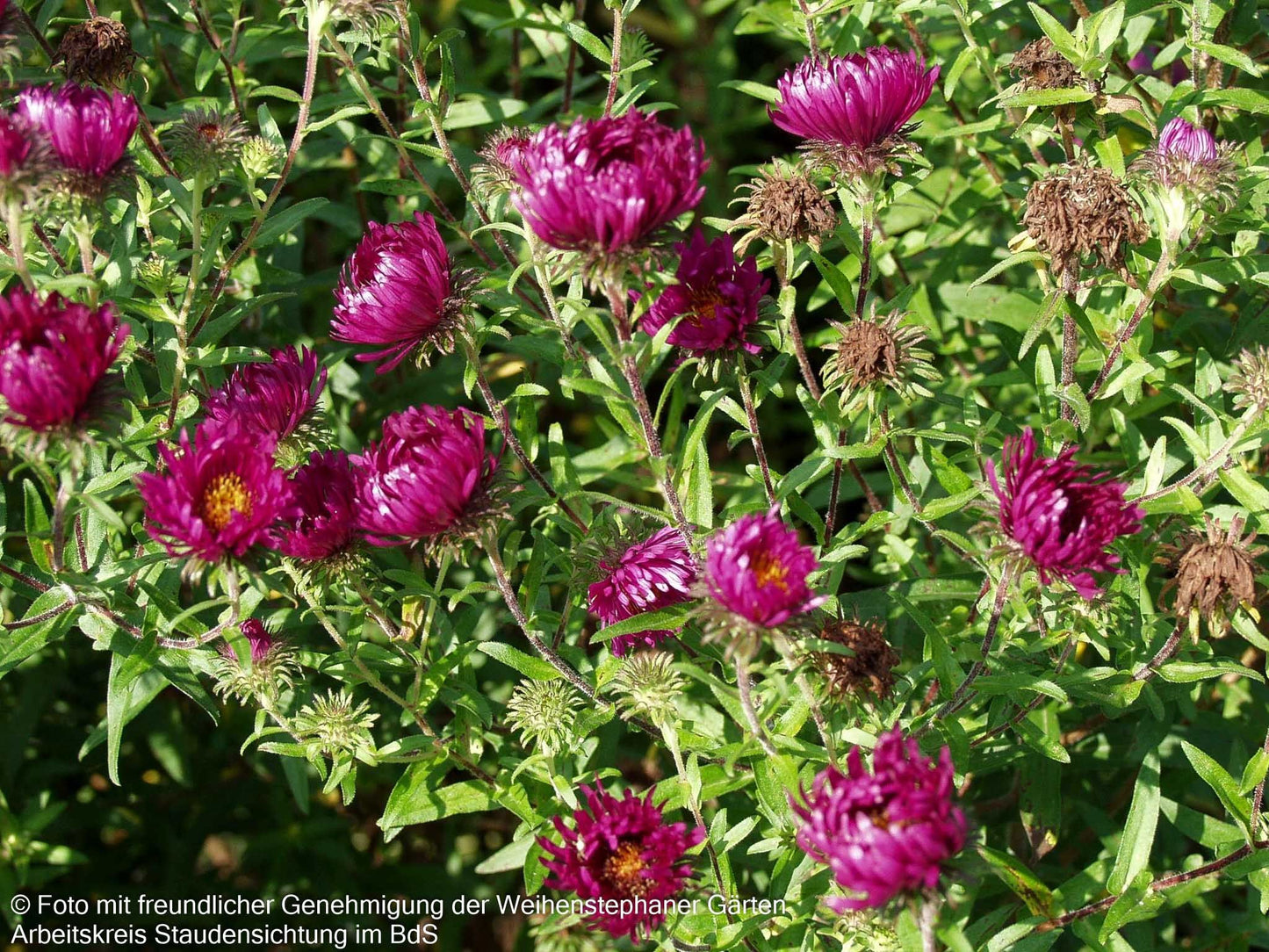 Raublatt-Aster 'Rubinschatz' (Aster novae-angliae)