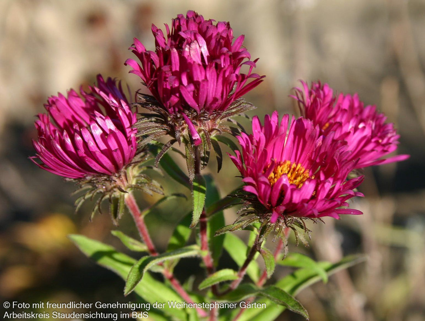 Raublatt-Aster 'Rubinschatz' (Aster novae-angliae)