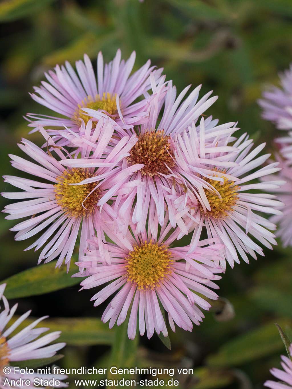 Raublatt-Aster 'Rudelsburg' (Aster novae-angliae)