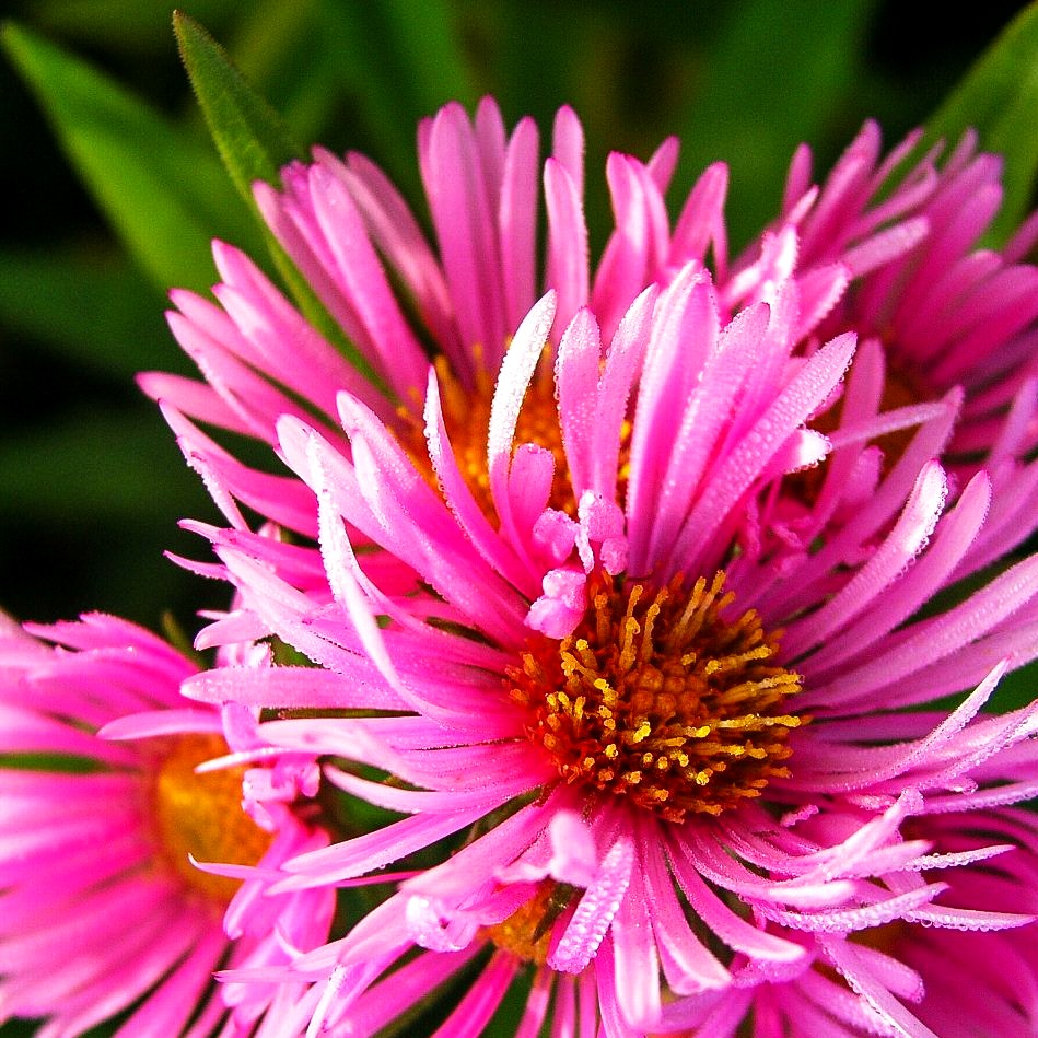 Raublatt-Aster 'Rudelsburg' (Aster novae-angliae)