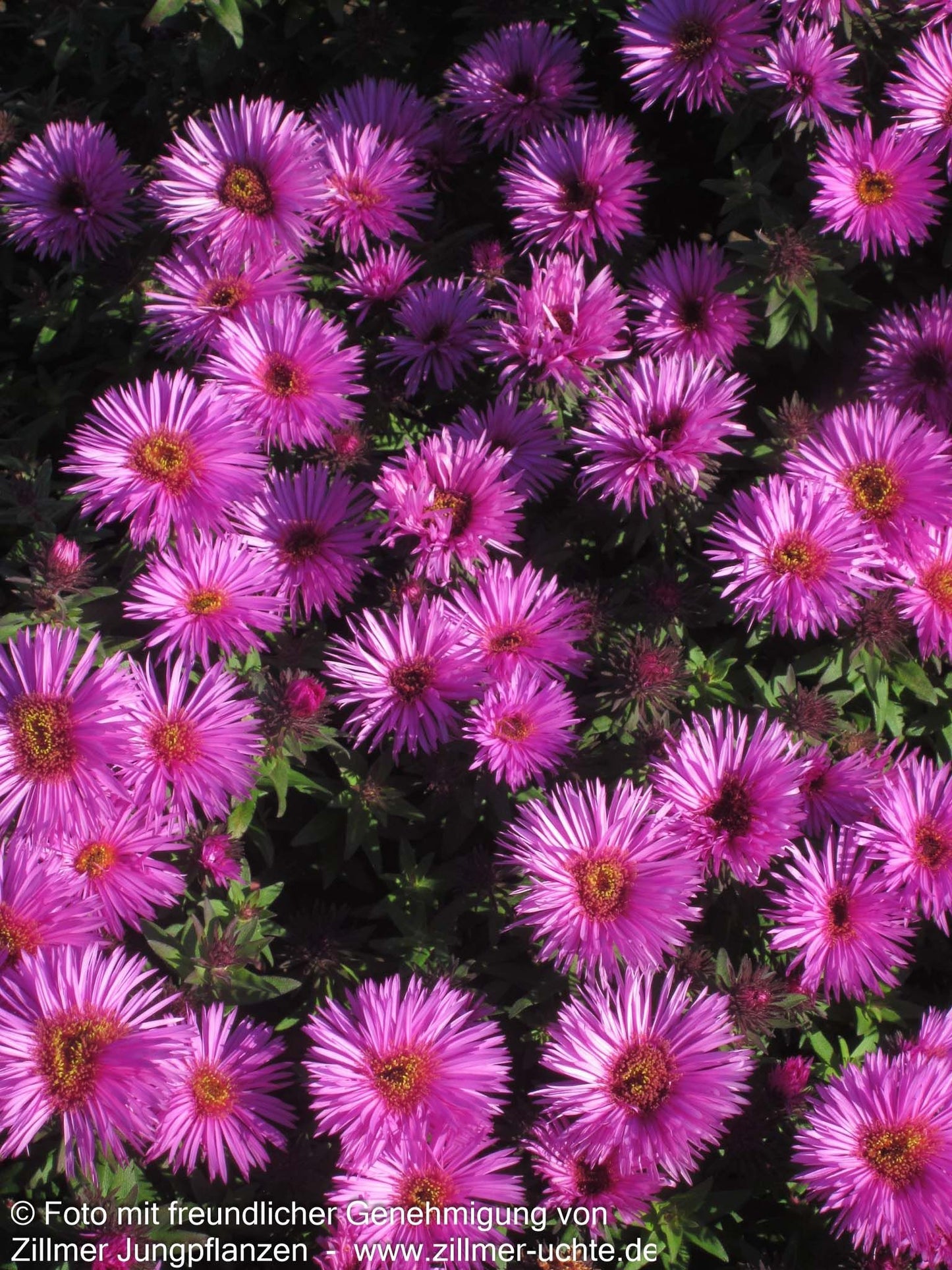 Raublatt-Aster 'Vibrant Dome' (Aster novae-angliae)
