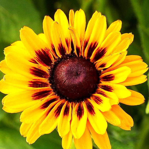 Rauer Sonnenhut 'Giggling SmileyZ' (Rudbeckia hirta)