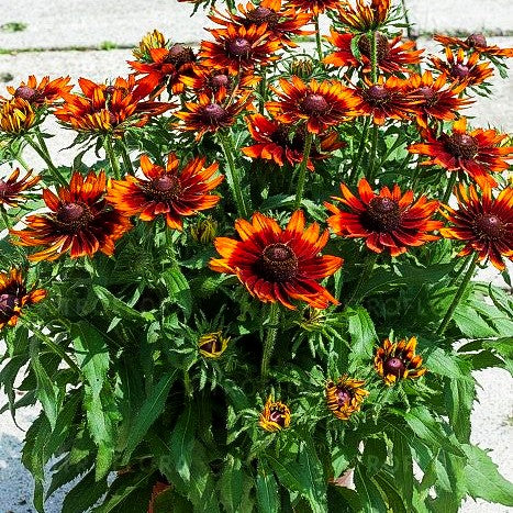 Rauer Sonnenhut 'Happy SmileyZ' (Rudbeckia hirta)
