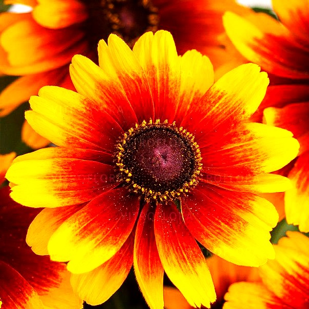 Rauer Sonnenhut 'Kissing SmileyZ' (Rudbeckia hirta)