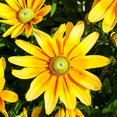 Rauer Sonnenhut 'Lemon SmileyZ' (Rudbeckia hirta)