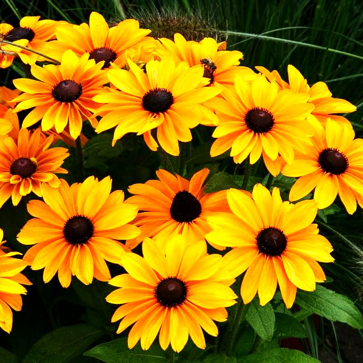 Rauer Sonnenhut 'Tiger Eye Gold' (Rudbeckia hirta)