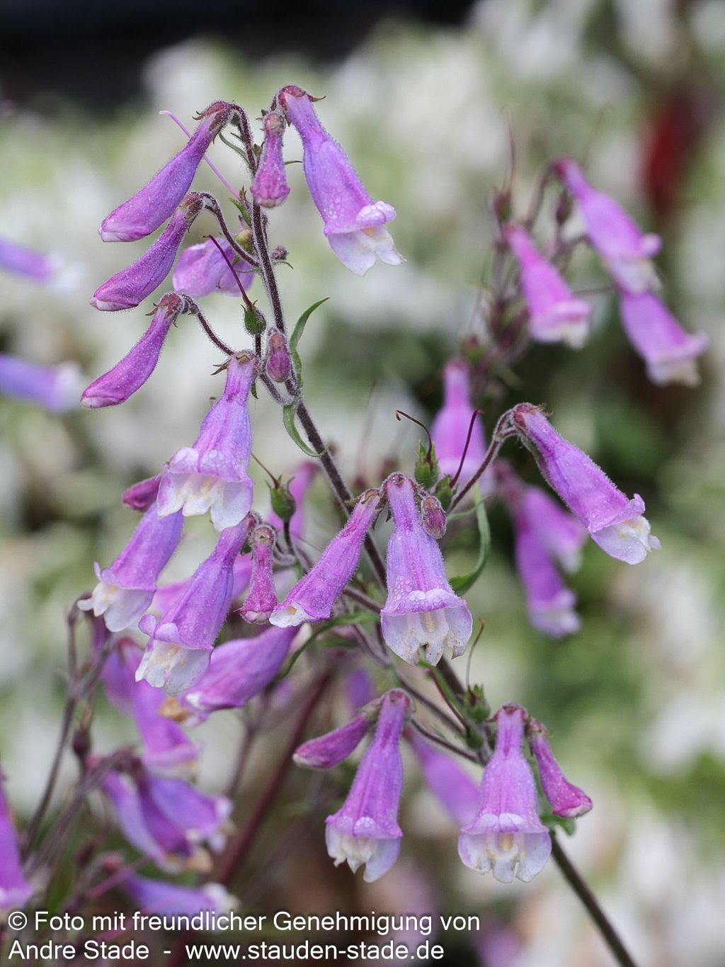 Rauhaariger Bartfaden (Penstemon hirsutus)