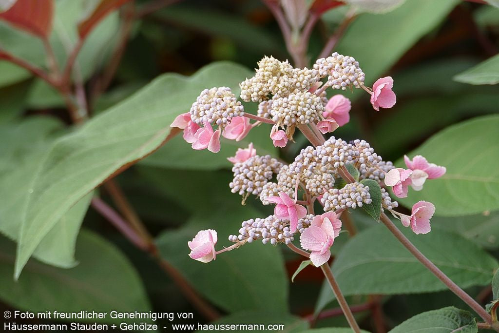Rauhe Hortensie 'Hot Chocolate' (Hydrangea aspera)