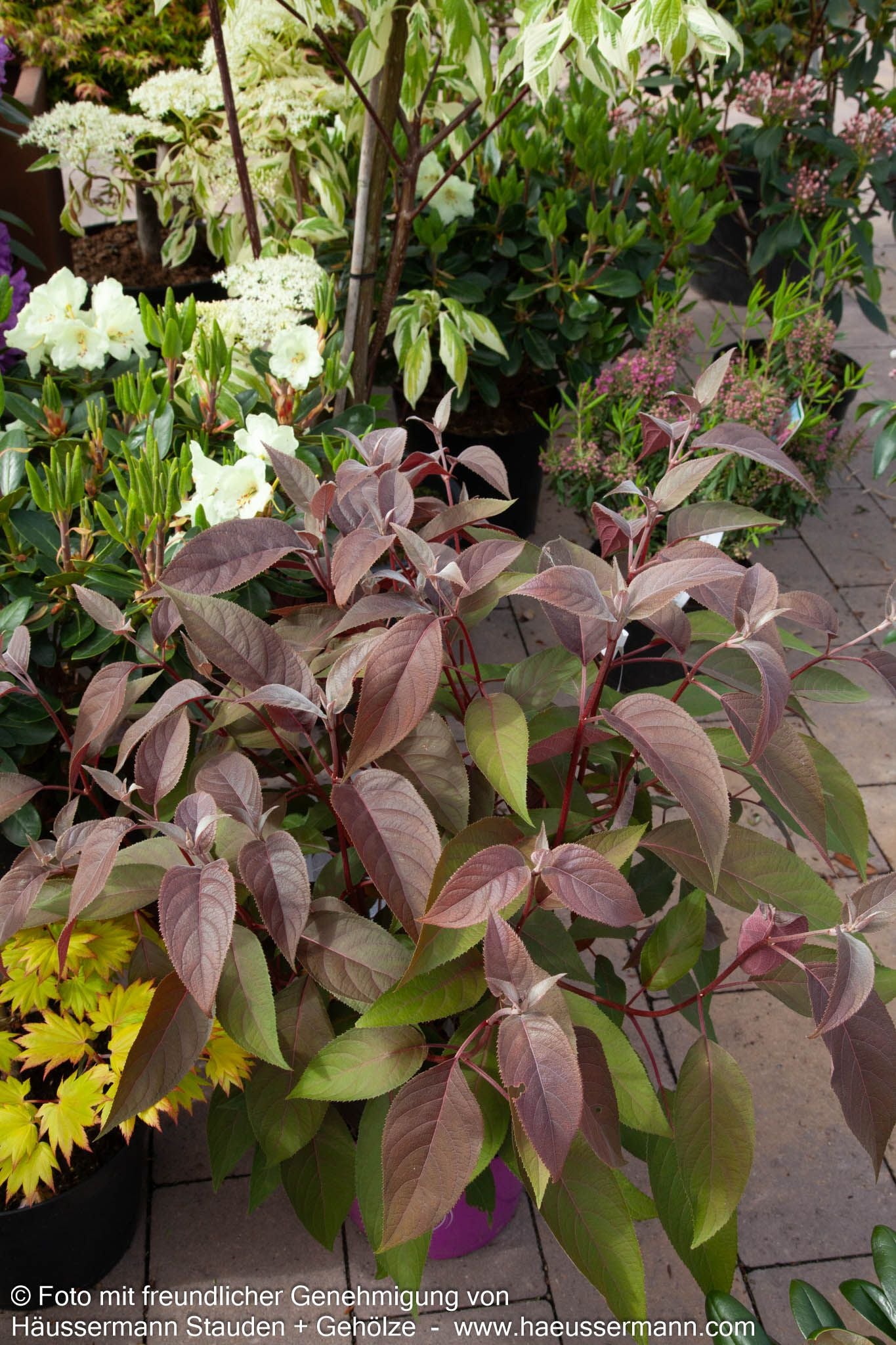 Rauhe Hortensie 'Hot Chocolate' (Hydrangea aspera)