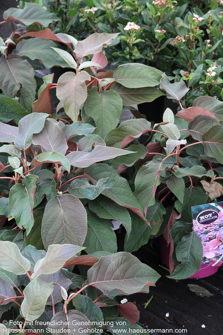 Rauhe Hortensie 'Hot Chocolate' (Hydrangea aspera)