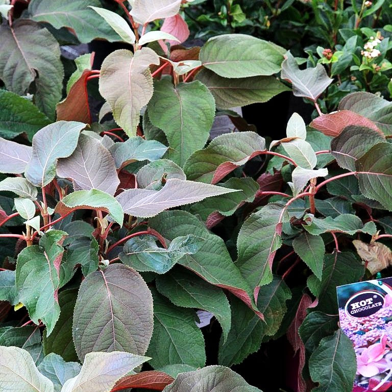 Rauhe Hortensie 'Hot Chocolate' (Hydrangea aspera)