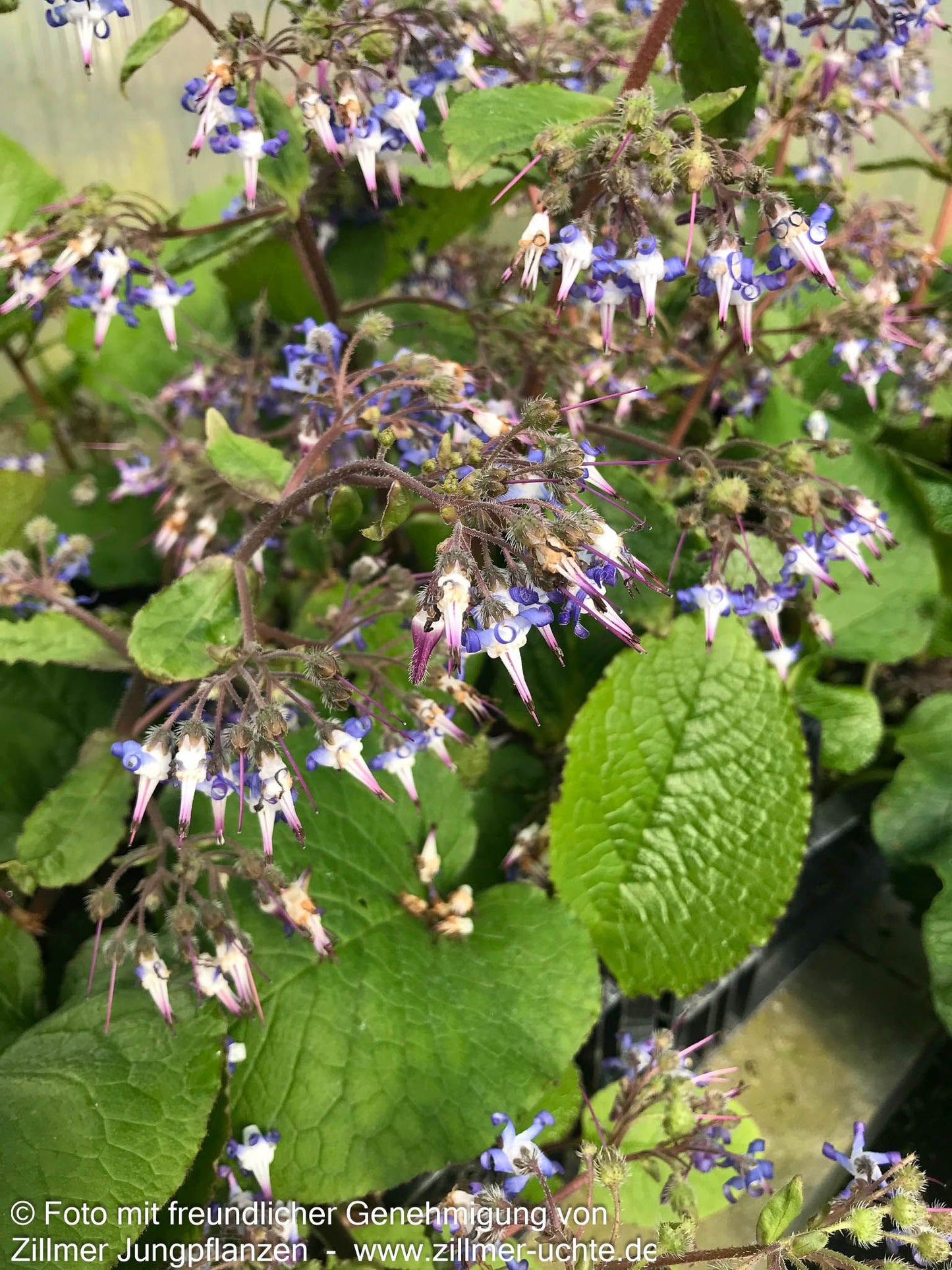 Rauling (Trachystemon orientalis)