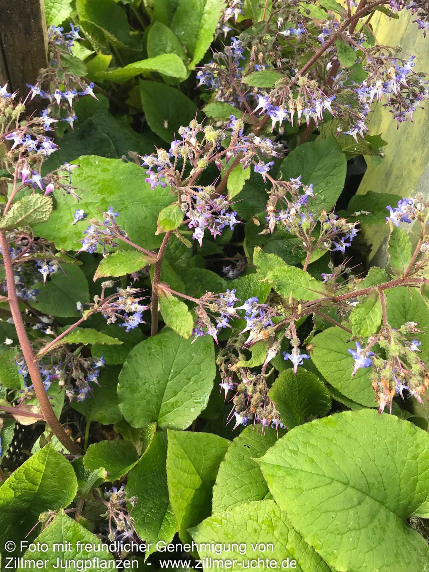 Rauling (Trachystemon orientalis)