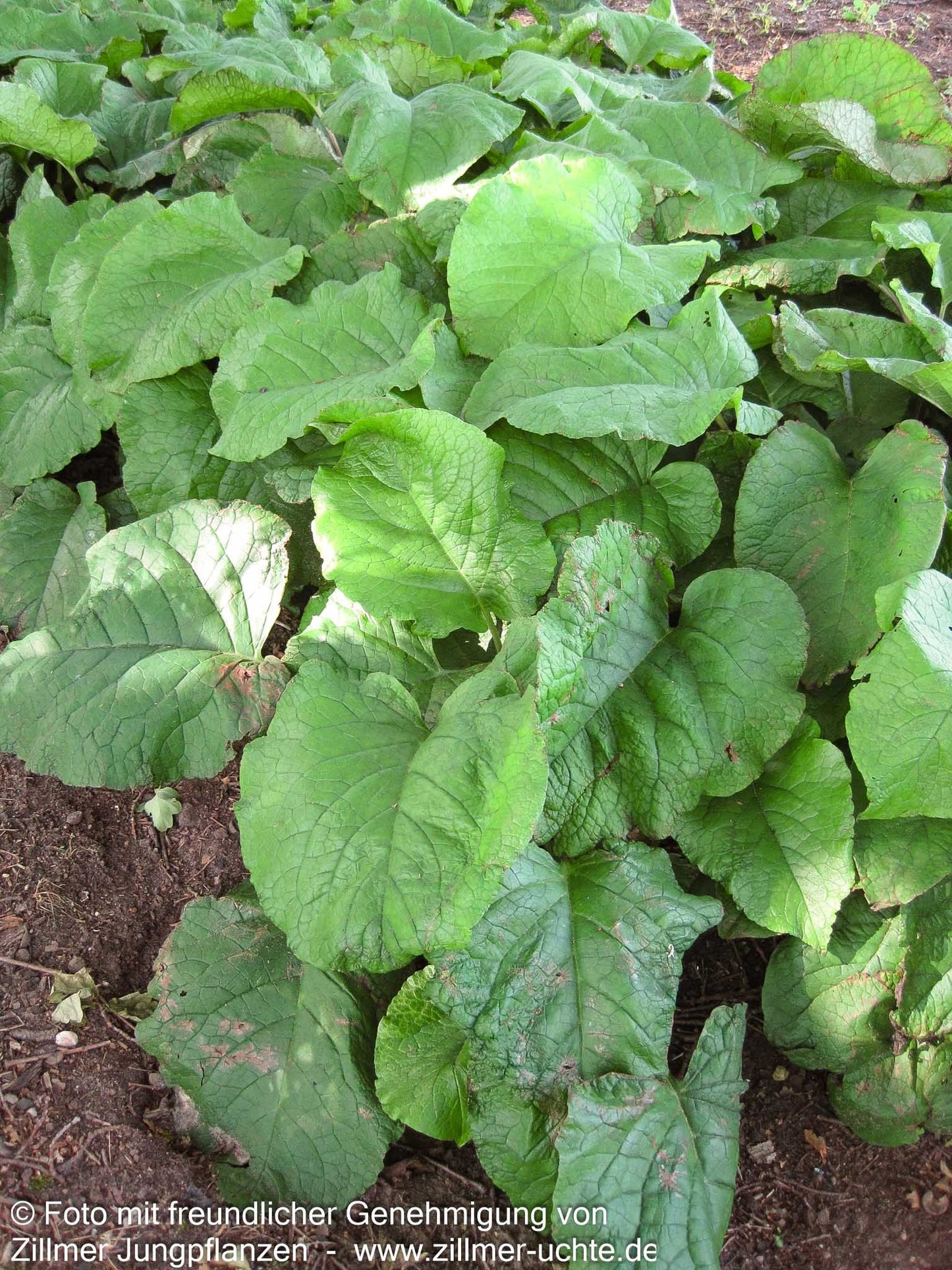 Rauling (Trachystemon orientalis)