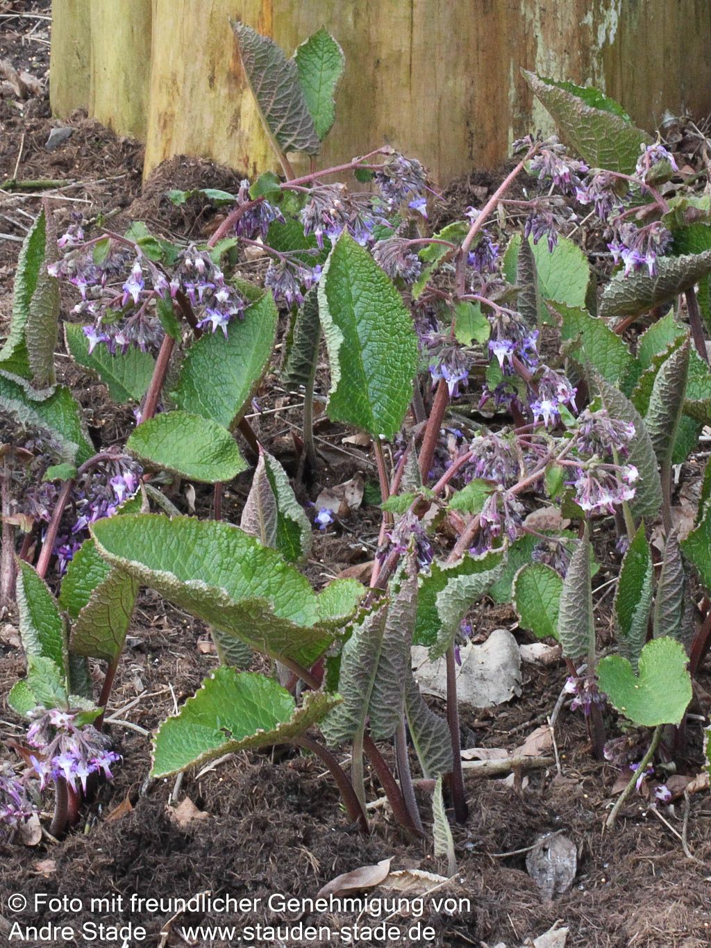 Rauling (Trachystemon orientalis)