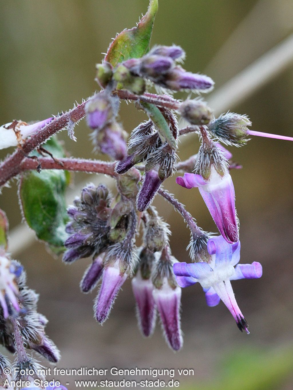 Rauling (Trachystemon orientalis)