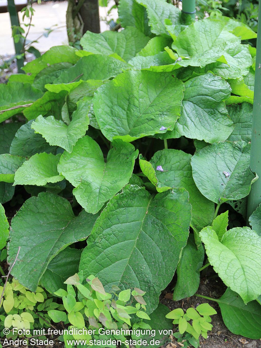 Rauling (Trachystemon orientalis)