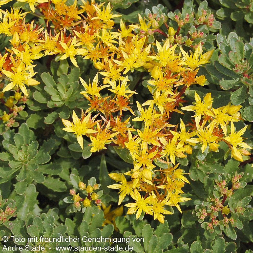 Reichblühendes Teppich-Sedum 'Weihenstephaner Gold' (Sedum floriferum)
