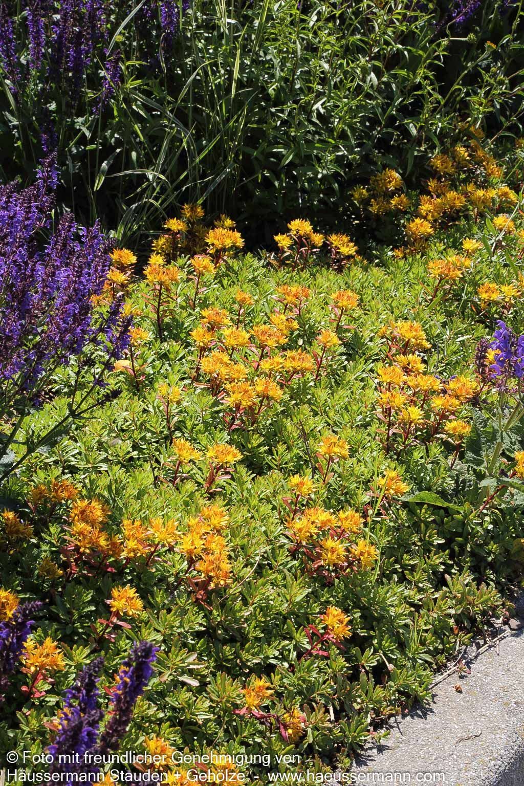 Reichblühendes Teppich-Sedum 'Weihenstephaner Gold' (Sedum floriferum)