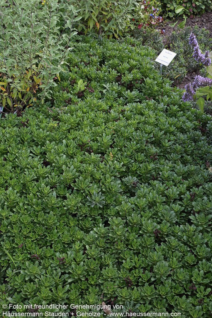 Reichblühendes Teppich-Sedum 'Weihenstephaner Gold' (Sedum floriferum)