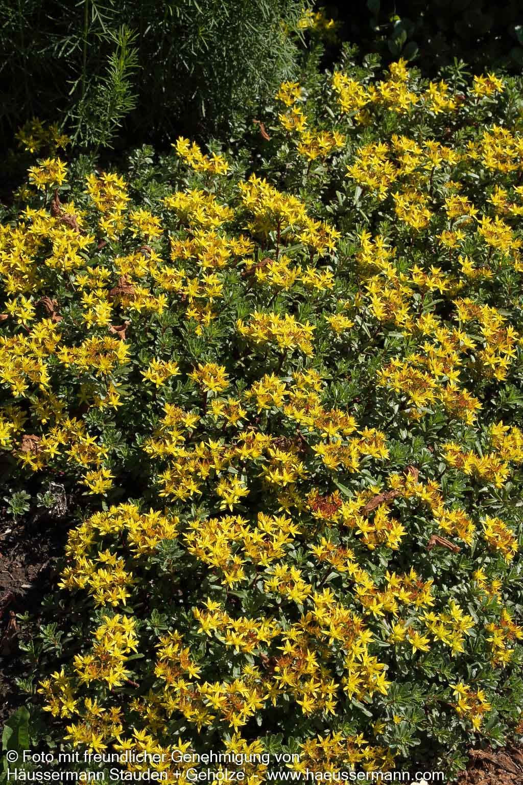 Reichblühendes Teppich-Sedum 'Weihenstephaner Gold' (Sedum floriferum)