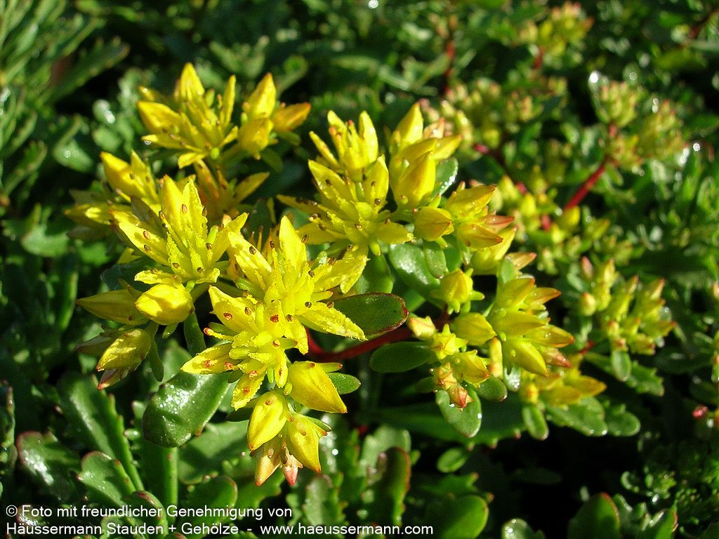 Reichblühendes Teppich-Sedum 'Weihenstephaner Gold' (Sedum floriferum)