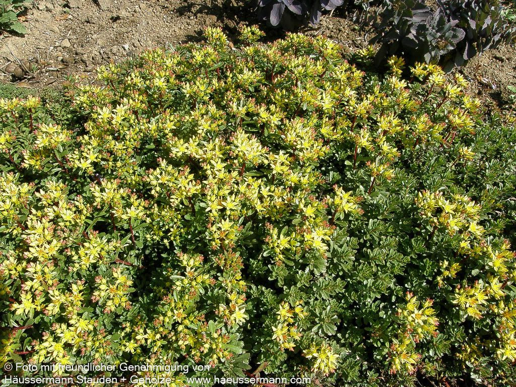 Reichblühendes Teppich-Sedum 'Weihenstephaner Gold' (Sedum floriferum)
