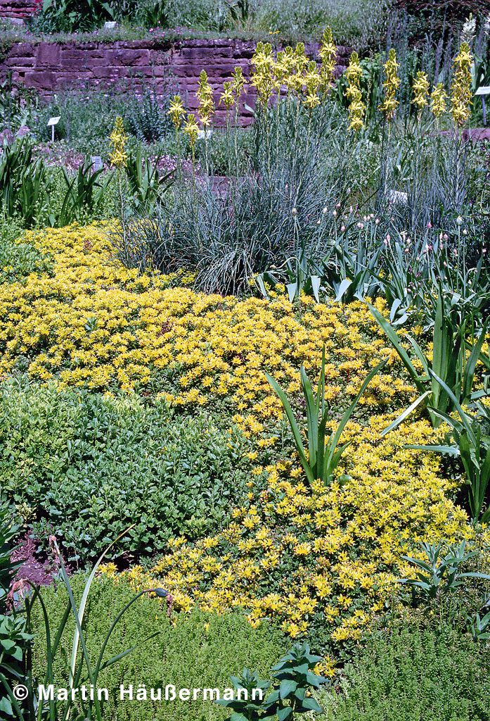 Reichblühendes Teppich-Sedum 'Weihenstephaner Gold' (Sedum floriferum)