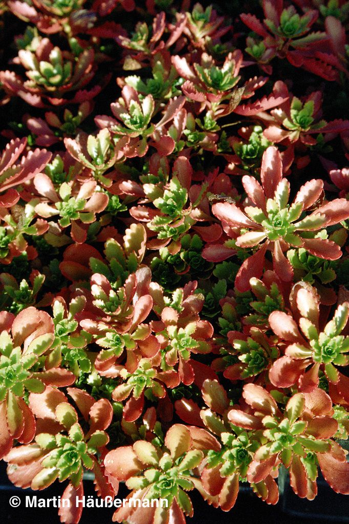 Reichblühendes Teppich-Sedum 'Weihenstephaner Gold' (Sedum floriferum)