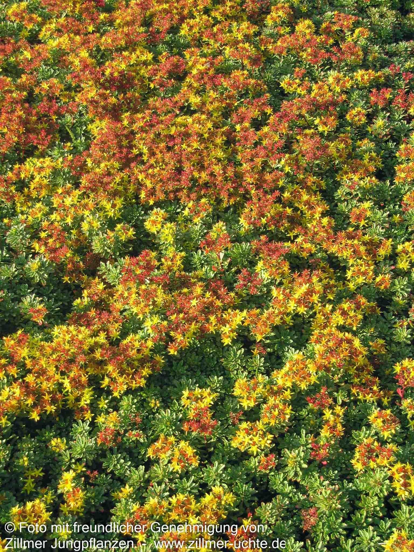 Reichblühendes Teppich-Sedum 'Weihenstephaner Gold' (Sedum floriferum)