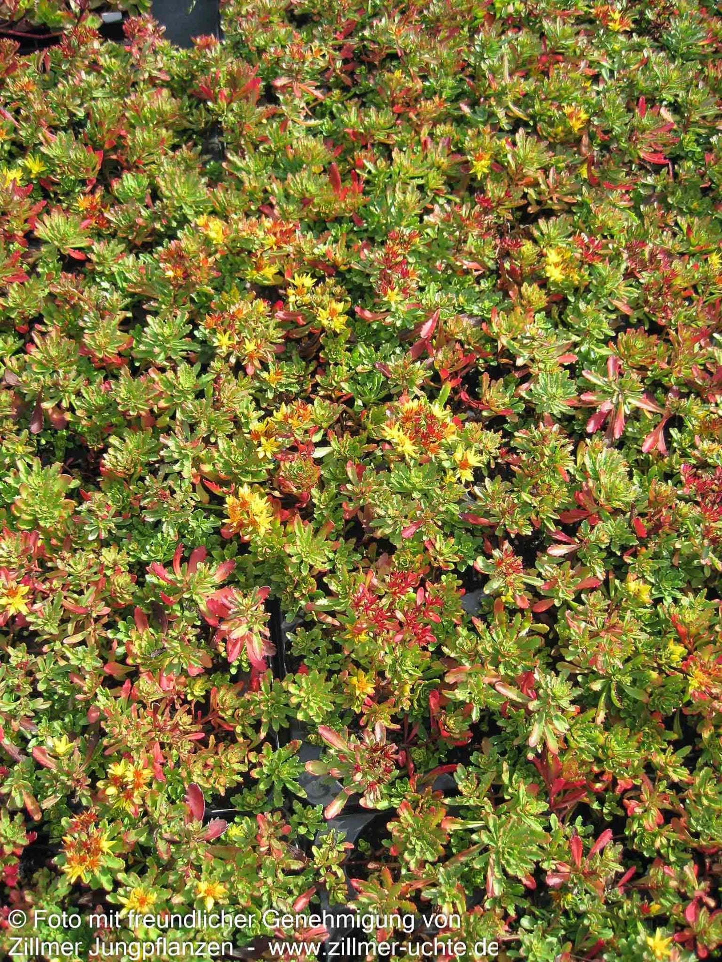 Reichblühendes Teppich-Sedum 'Weihenstephaner Gold' (Sedum floriferum)