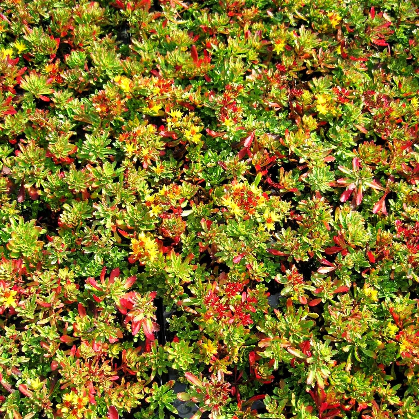 Reichblühendes Teppich-Sedum 'Weihenstephaner Gold' (Sedum floriferum)