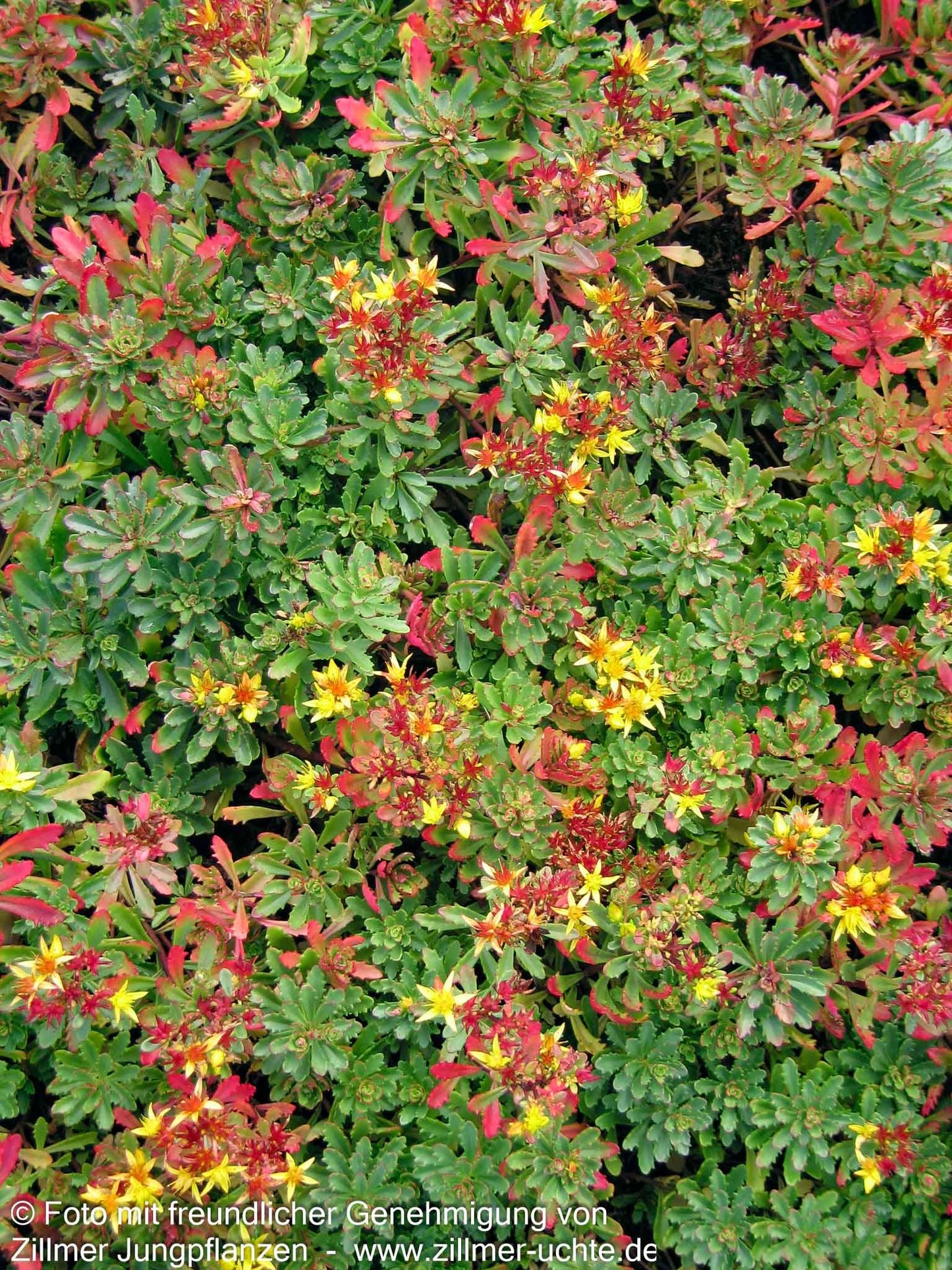 Reichblühendes Teppich-Sedum 'Weihenstephaner Gold' (Sedum floriferum)