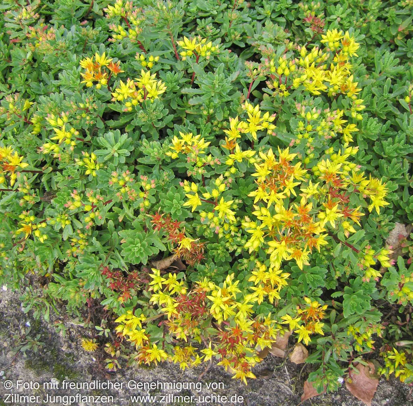 Reichblühendes Teppich-Sedum 'Weihenstephaner Gold' (Sedum floriferum)