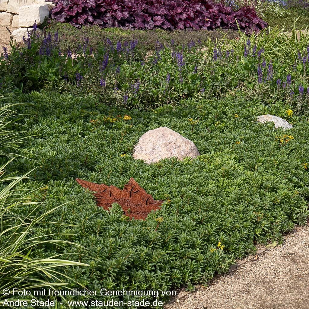 Reichblühendes Teppich-Sedum 'Weihenstephaner Gold' (Sedum floriferum)